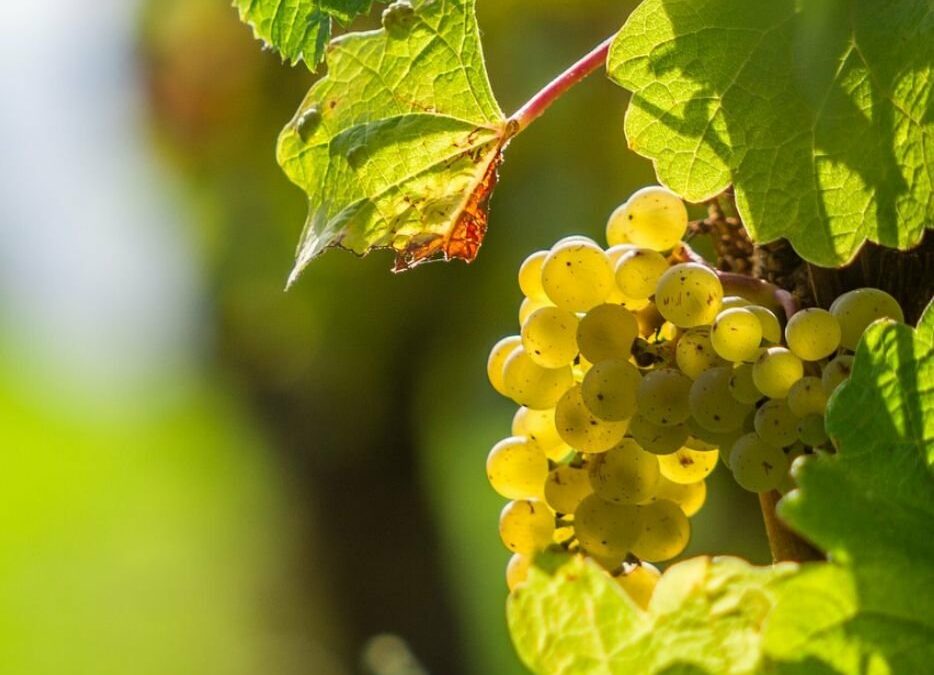 Les vins blancs du Médoc, une longue tradition !